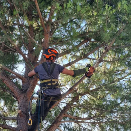 🌲 Abattage d’un pin menaçant à Hyères – Intervention sécurisée par GBS Paysages ✅, Hyères, GBS Paysage
