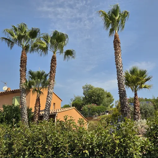 Élagage de palmiers avec évacuation des palmes à Hyères, Hyères, GBS Paysage