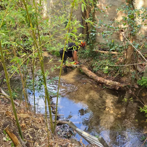 Abattage et évacuation d'arbres dans une rivière à Hyères, Hyères, GBS Paysage