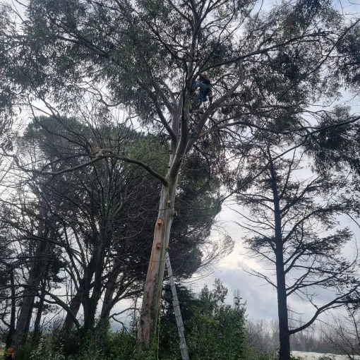 Abattage d'un eucalyptus et découpe en rondins sur Puget-Ville, Hyères, GBS Paysage
