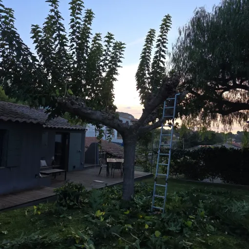 Élagage d'un faux poivrier et taille d'un mûrier platane à Hyères, Hyères, GBS Paysage