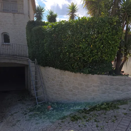Taille de haie de laurier thym et laurier palme sur la commune de Hyères, Hyères, GBS Paysage