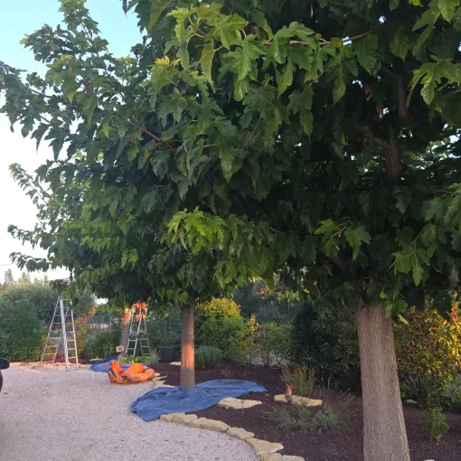 Taille de mûriers platane à Hyères, Hyères, GBS Paysage