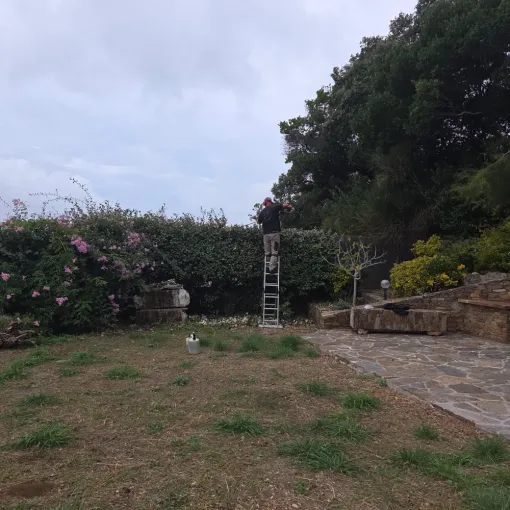 Taille d'entretien sur le secteur de Hyeres, Hyères, GBS Paysage