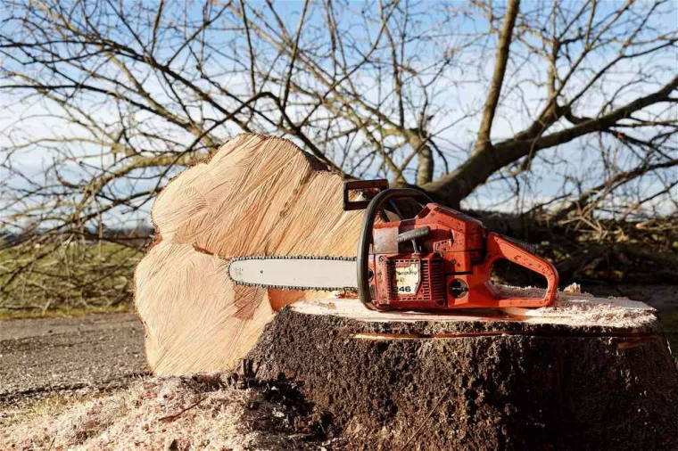 Abattage d'arbre mort : règlementation, Hyères, GBS Paysage