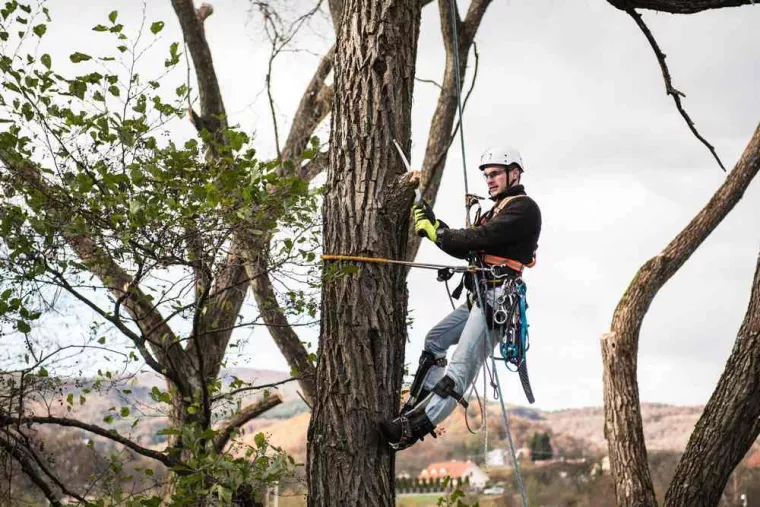 Taille de branches d'arbre dangereux qui dépassent sur une cour d'école primaire, Hyères, GBS Paysage