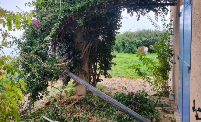 Taille d'entretien et remise en état d'une terrasse , Hyères, GBS Paysage
