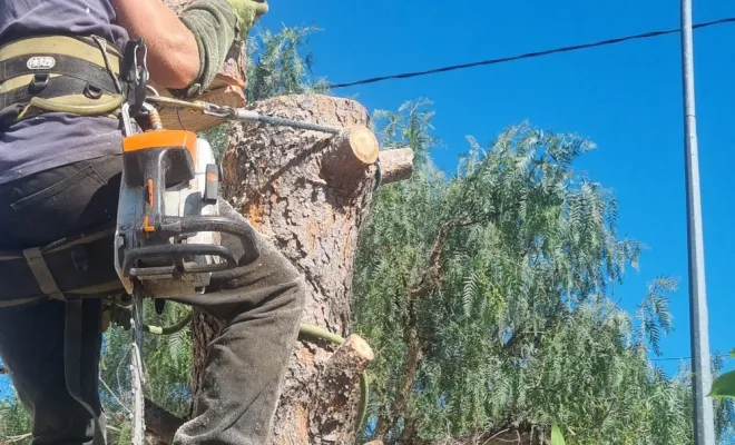 🌲 Abattage d’un pin menaçant à Hyères – Intervention sécurisée par GBS Paysages ✅, Hyères, GBS Paysage