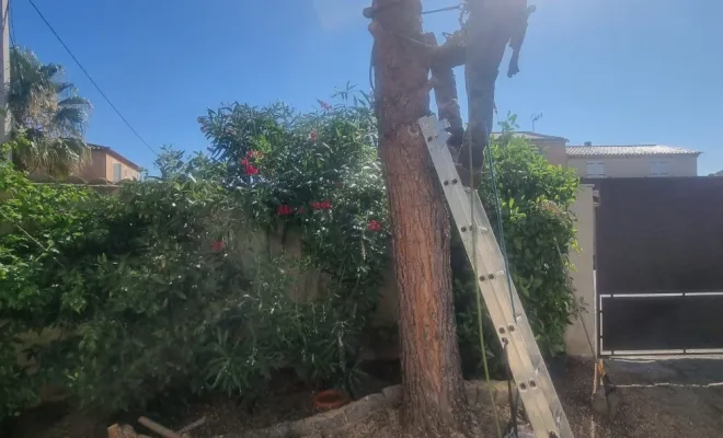 🌲 Abattage d’un pin menaçant à Hyères – Intervention sécurisée par GBS Paysages ✅, Hyères, GBS Paysage