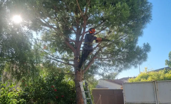 🌲 Abattage d’un pin menaçant à Hyères – Intervention sécurisée par GBS Paysages ✅, Hyères, GBS Paysage