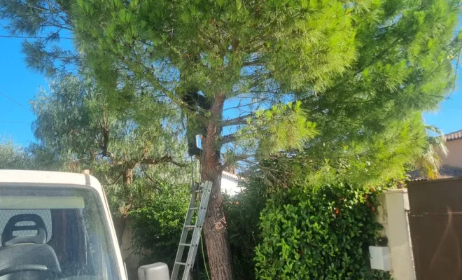 🌲 Abattage d’un pin menaçant à Hyères – Intervention sécurisée par GBS Paysages ✅, Hyères, GBS Paysage