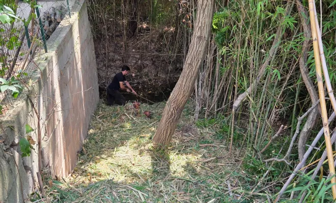 Ouverture pour un passage et débroussaillage de Cannes de Provence à Hyères, Hyères, GBS Paysage