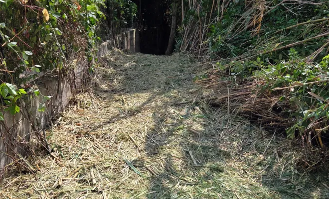 Ouverture pour un passage et débroussaillage de Cannes de Provence à Hyères, Hyères, GBS Paysage