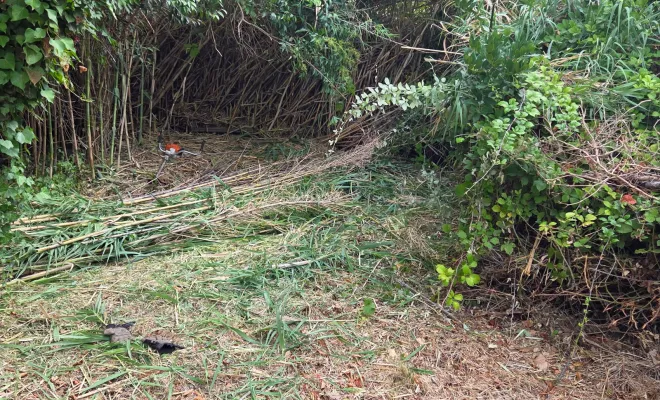 Ouverture pour un passage et débroussaillage de Cannes de Provence à Hyères, Hyères, GBS Paysage