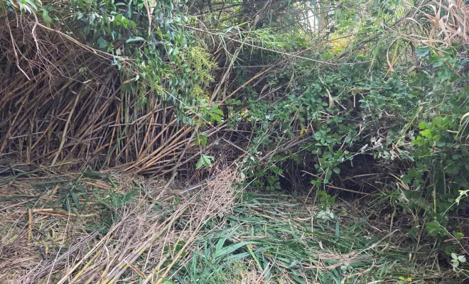 Ouverture pour un passage et débroussaillage de Cannes de Provence à Hyères, Hyères, GBS Paysage