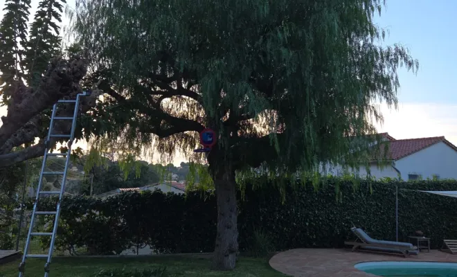 Élagage d'un faux poivrier et taille d'un mûrier platane à Hyères, Hyères, GBS Paysage