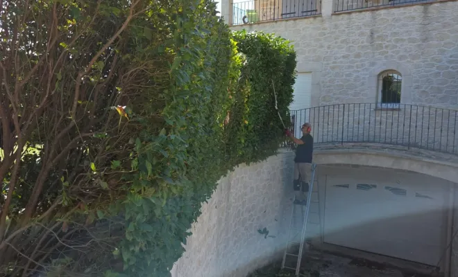 Taille de haie de laurier thym et laurier palme sur la commune de Hyères, Hyères, GBS Paysage