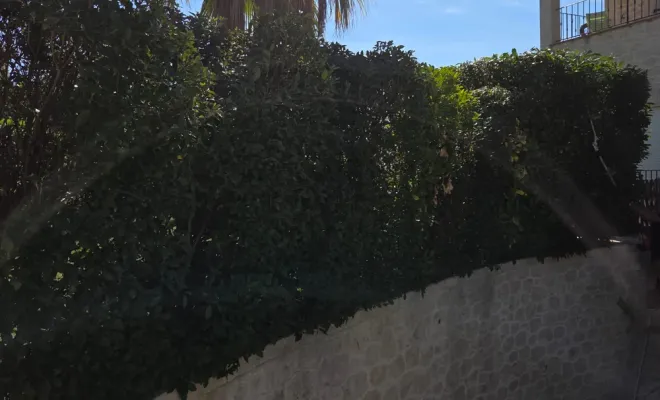 Taille de haie de laurier thym et laurier palme sur la commune de Hyères, Hyères, GBS Paysage