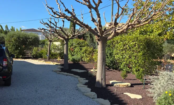 Taille de mûriers platane à Hyères, Hyères, GBS Paysage