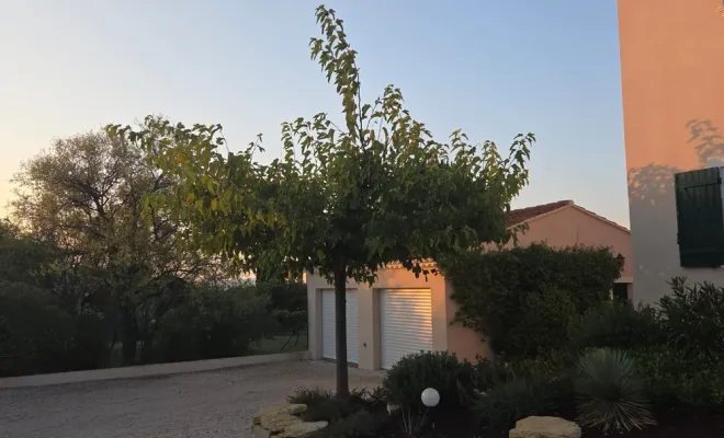 Taille de mûriers platane à Hyères, Hyères, GBS Paysage