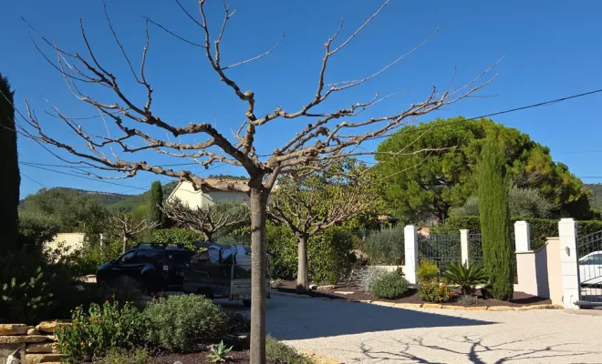 Taille de mûriers platane à Hyères, Hyères, GBS Paysage