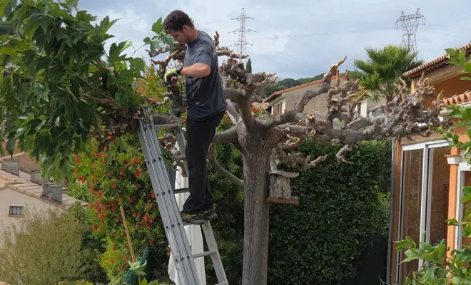 Taille au Lavandou, Hyères, GBS Paysage