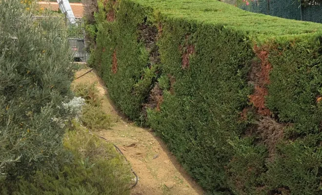 Taille au Lavandou, Hyères, GBS Paysage