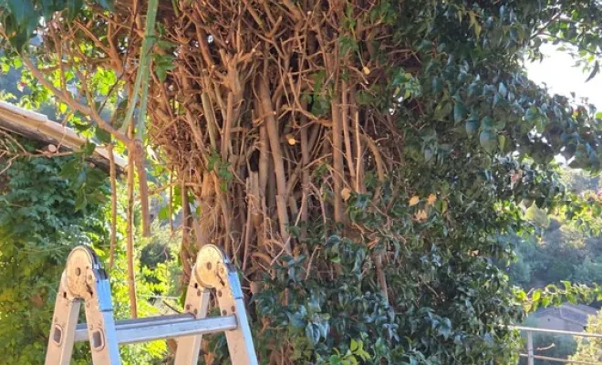 Rabattage dans la commune du Lavandou d'un gros bougainvillier pour laisser place à des travaux de toiture, Hyères, GBS Paysage
