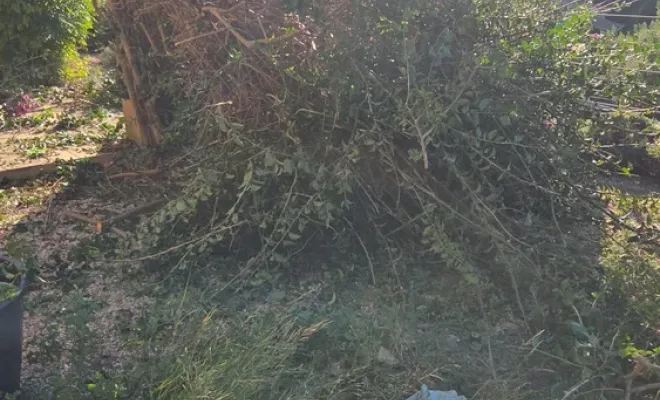Rabattage dans la commune du Lavandou d'un gros bougainvillier pour laisser place à des travaux de toiture, Hyères, GBS Paysage