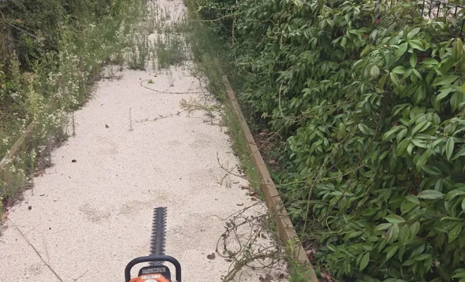 taille d'une haie d'Eleagnus et débroussaillage au Lavandou, Hyères, GBS Paysage